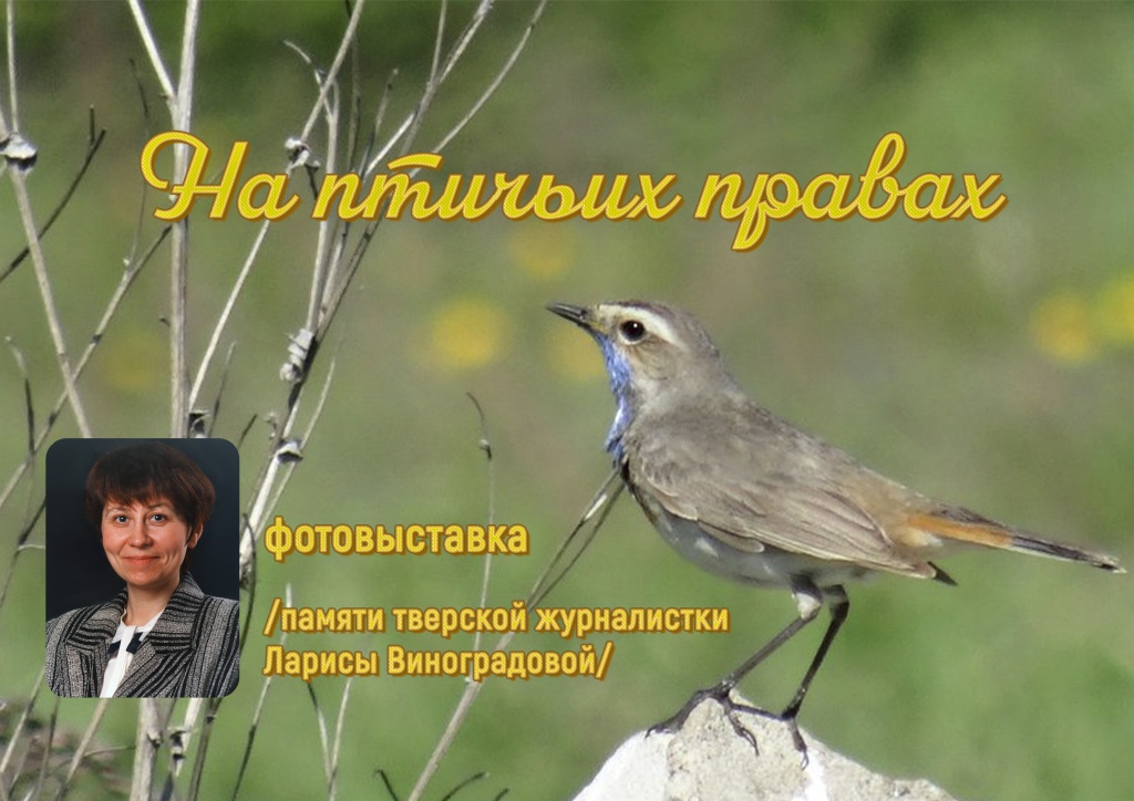 В Твери откроется выставка «На птичьих правах»